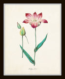 Tulip Print Set No. 1