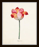 Tulip Print Set No. 1