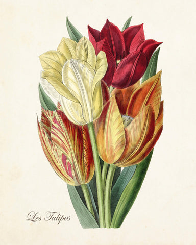 Vintage Tulips No.12 - Botanical Art Print