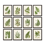 Vintage Ferns Print Set No. 35