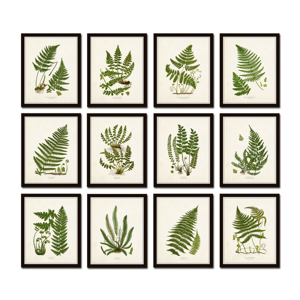 Vintage Ferns Print Set No. 35