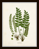 Vintage Ferns Print Set No. 35