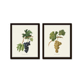 Vintage Grapes Print Set