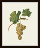 Vintage Grapes Print Set