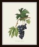 Vintage Grapes Print Set