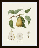 Vintage Pears Print Set